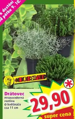 Norma Drátovec mrazuvzdorná rostlina nabídka