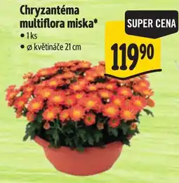 Albert Chryzantéma multiflora miska nabídka