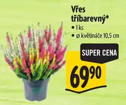 Albert Vřes tříbarevný nabídka