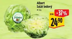Albert Albert Salát ledový nabídka
