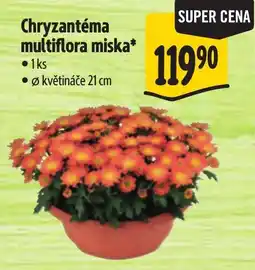 Albert Chryzantéma multiflora miska nabídka