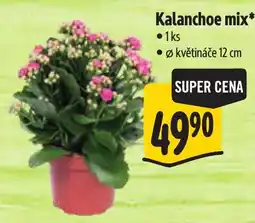 Albert Kalanchoe mix nabídka
