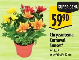 Albert Chryzantéma Carnaval Sunset* nabídka