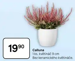 Tesco Calluna nabídka