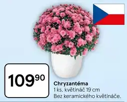 Tesco Chryzantéma nabídka