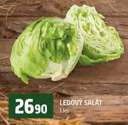 Terno Ledový salát nabídka