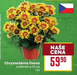 Billa Chryzantéma řízená nabídka