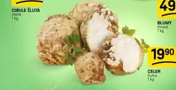 Flop Celer bulva nabídka