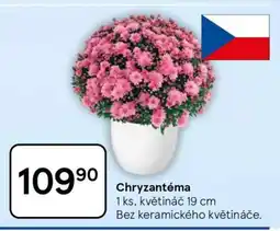Tesco CHRYZANTÉMA nabídka