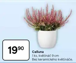 Tesco Calluna nabídka