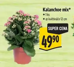 Albert Kalanchoe mix nabídka