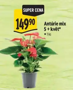 Albert Antúrie mix 5 + květ nabídka