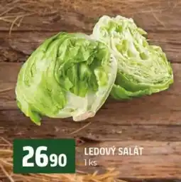 Terno Ledový salát nabídka