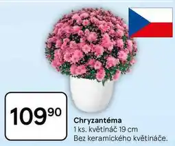 Tesco Chryzantéma, 1 ks. květináč 19 cm nabídka