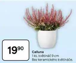Tesco Calluna, 1 ks, květináč 9 cm nabídka
