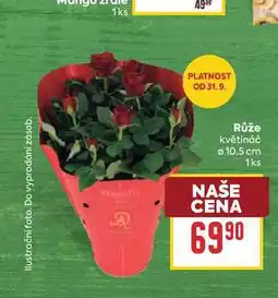 Billa Růže květináč 10,5 cm 1ks nabídka