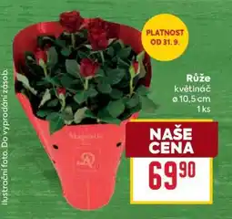 Billa Růže nabídka
