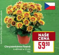 Billa Chryzantéma řízená nabídka