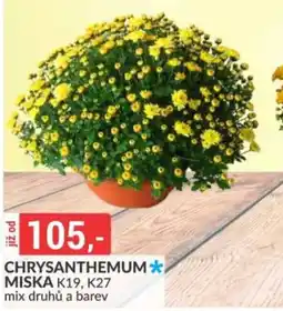 Baumax Chrysanthemum * Miska K19, K27 nabídka