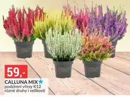 Baumax Beauty Ladies calluna mix nabídka