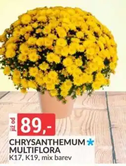 Baumax Chrysanthemum multiflora nabídka