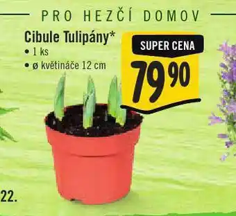 Jip Cibule tulipány nabídka