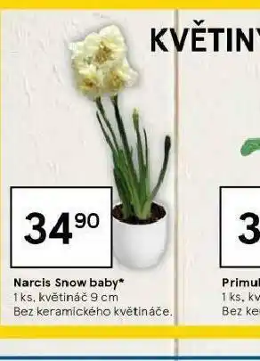 Narcis snow baby