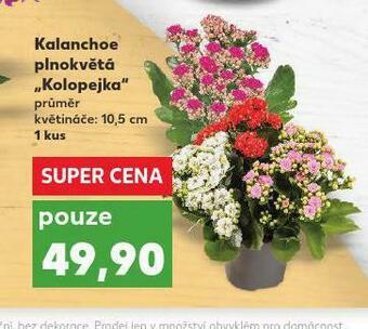 Kaufland Kalanchoe nabídka
