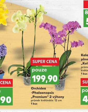 Kaufland Orchidea phalaenopsis nabídka
