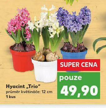 Kaufland Hyacint nabídka
