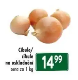 Qanto Cibule/ cibule na uskladnění nabídka