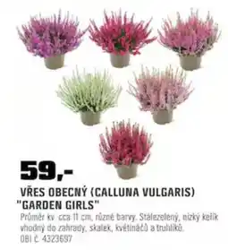 OBI Vřes obecný (calluna vulgaris) "garden girls" nabídka