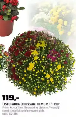 OBI Listopadka (Chrysanthemum) "Trio" nabídka