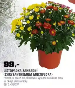 OBI Obi listopadka zahradní (chrysanthemum multiflora) nabídka