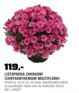 OBI Listopadka zahradní (Chrysanthemum multiflora) nabídka