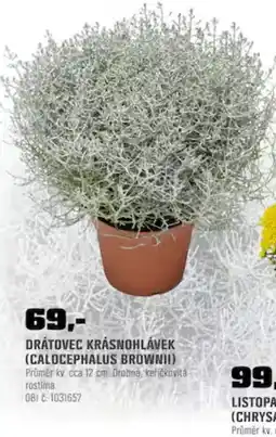 OBI Drátovec krásnohlávek nabídka