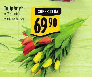 Albert Tulipány nabídka