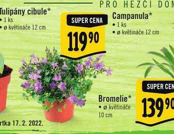 Campanula