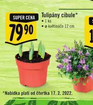 Albert Tulipány cibule nabídka