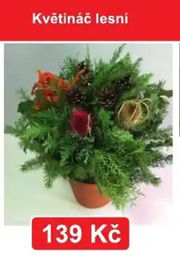 Fortel Květináč lesní nabídka