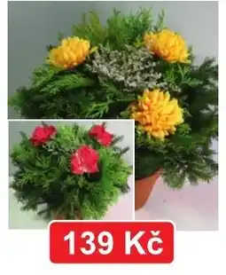 Fortel K-Classic kytice nabídka