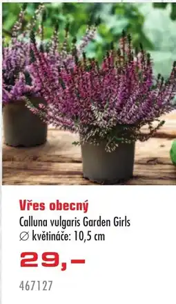 Uni Hobby Calluna vulgaris Garden Girls nabídka
