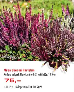Uni Hobby Vřes obecný Harlekin nabídka