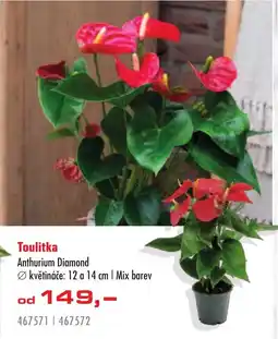 Uni Hobby Toulitka Anthurium Diamond nabídka