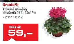 Uni Hobby Brambořík Cyclamen | Různé druhy nabídka