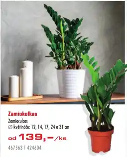 Uni Hobby Zamiokulkas nabídka