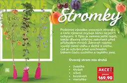 Kaufland Ovocný strom mix druhů nabídka
