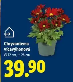 Lidl Chryzantéma vícevýhonová nabídka