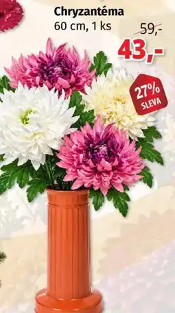 PRIOR Chryzantéma nabídka