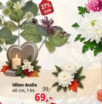 Větev Aralie